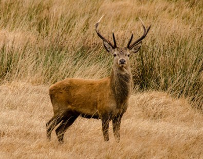 A red deer on Exmoor spotted on a Carter Company walking holiday