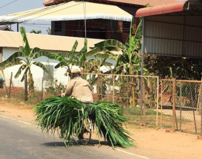 A man cycles in Cambodia with a bicycle piled high with building materials such as palm leaves