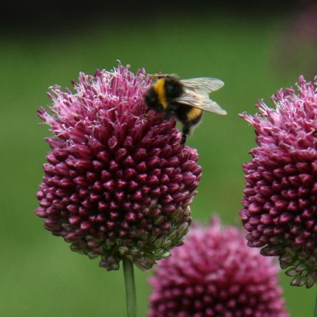 bee picking a choice bloom  