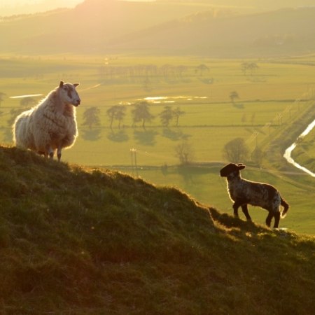 Sheep on a hill side - join our heard and working for us