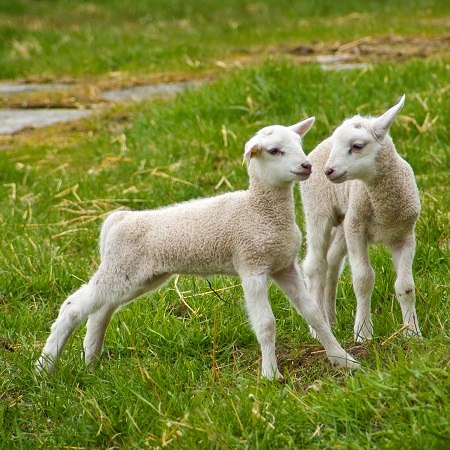 new walking holiday in France as represented by new born lambs