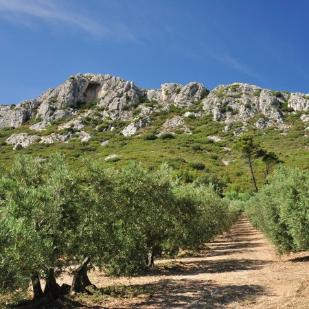 Van Gogh landscapes in the Alpilles of Provence on a gentle winter walking holiday with The Carter Company