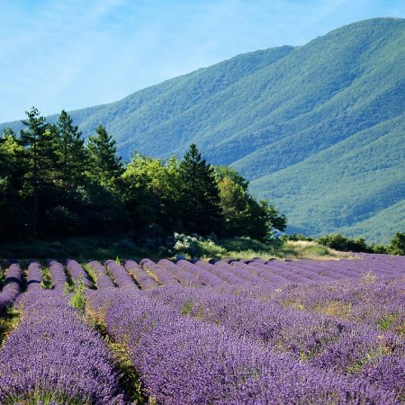 Stunning cycle ride throiugh the hills and vineyards of Provence with The Carter Company
