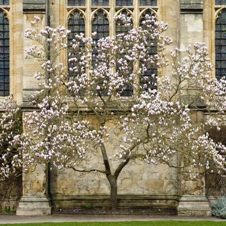 Guided cycle ride from Oxford to Blenheim - cherry tree