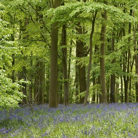 Bluebells in The Chilterns on our Ramble with Rumsey's walking and chocolate-making weekend