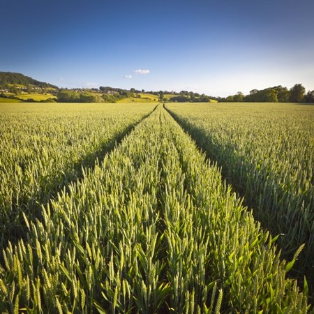 Field Tracks in The Cotswolds 