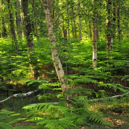 Lush green woodland - New Forest bicycle holiday