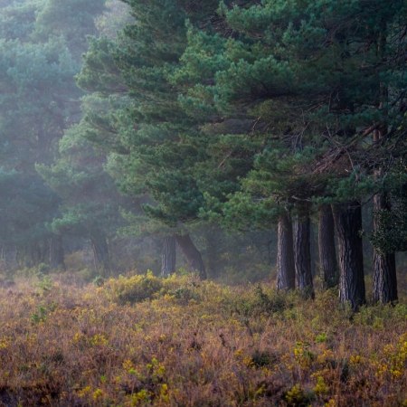 The New Forest - the best way to explore this area is by bike