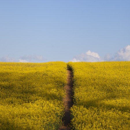 Walking holiday in the Cotswolds and Stratford - rapeseed fields