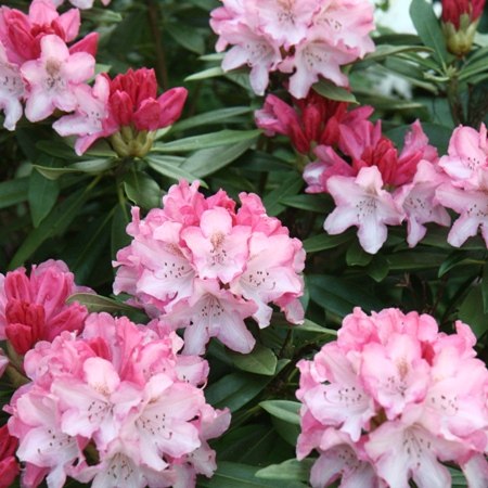 Pink rhodedendrons on our luxury cycling holiday exploring the best gardens of the Cotswolds 