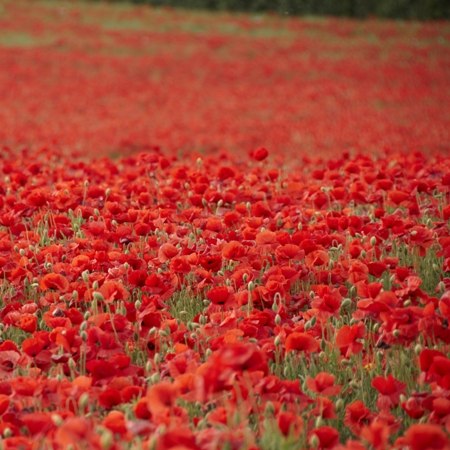 Poppy fields in Kent on our Garden of England tour by bicycle