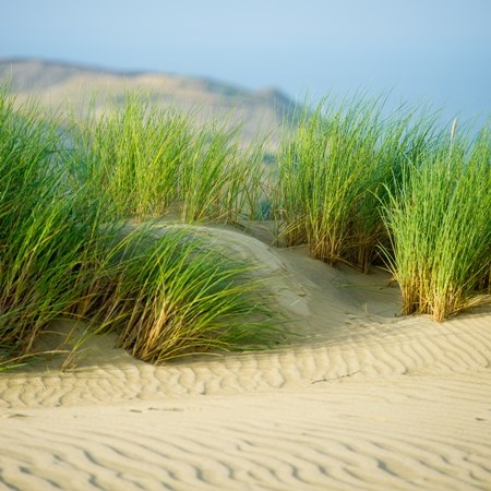 Grass growing on a white sand dune on the Curonian Spit - Lithuania cycling holiday