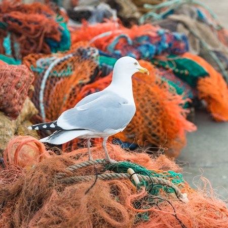 Kent cycling holiday - seagulls galore along the coast