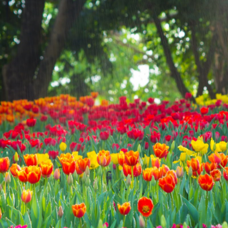 Holland cycling holiday - tulips galore in the spring