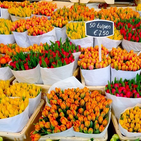 Visit Aaslsmeer flower market on our Dutch bike and barge tour, only on offer in the spring, when the tulips are in full bloom
