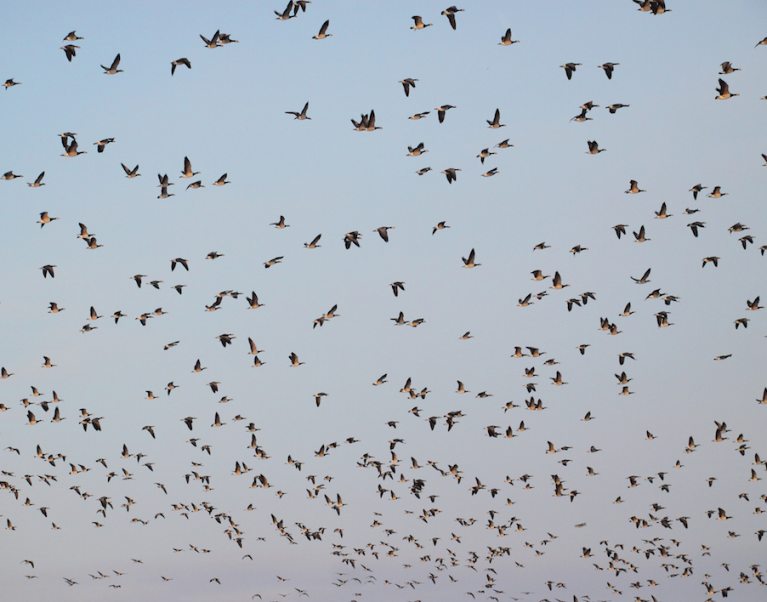 A flock of birds fly overhead in a blue sky on the Curonian Spit in Lithuania. Our cycling holiday here is ideal for avid bird-watchers.