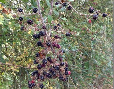 Blackberries picked on our foraging walks - they make a wicked crumble
