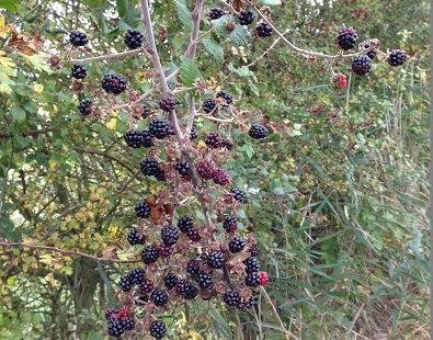 Blackberries picked on our foraging walks - they make a wicked crumble