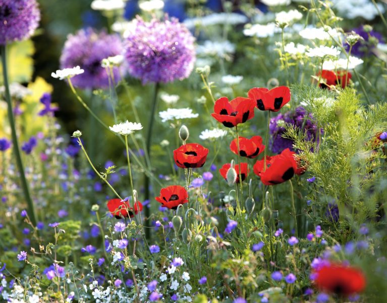 3 Fabulous Flower Shows to Plan a Cycling Holiday Around