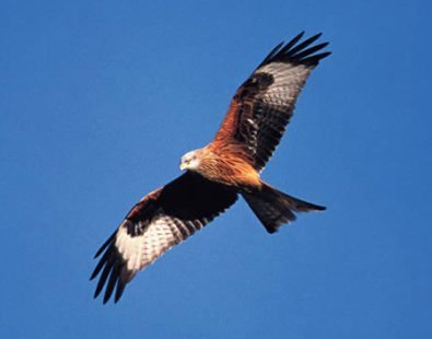 A red kite flying in The Chiltern Hills - visit this area on The Carter Company's walking holidays or cycling tours