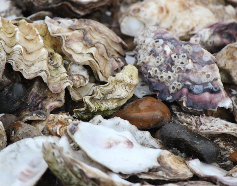 The famous oysters at the UK's Best Restaurant, which you can visit on a Carter Company cycling holiday in Kent