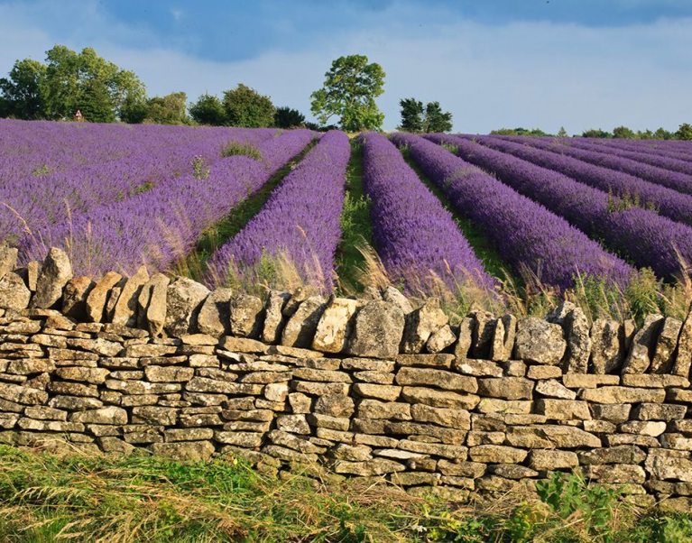 Photo credit Visit Britain - Cotswold Lavender Farm