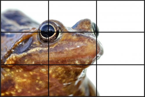 Close-up photo of frog with grid overlay