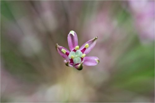 Close-up photo of flower