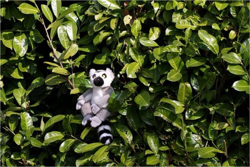 Ring-tailed lemur stuffed toy placed in a leafy bush