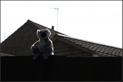 Ring-tailed lemur stuffed toy placed on a garden fence