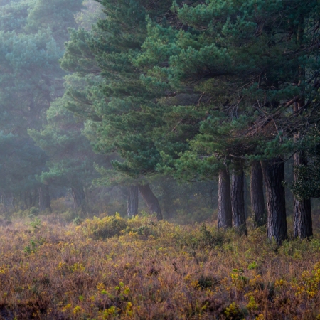 The complete New Forest experience | Dorset & The New Forest | The UK ...